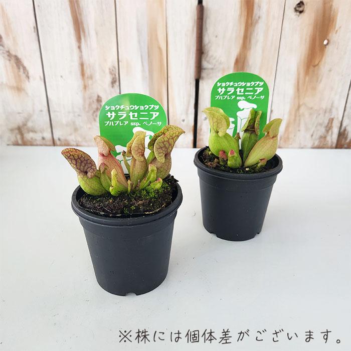 日本花キ流通 食虫植物 サラセニア プルプレアssp.ベノーサ 3号鉢 水生