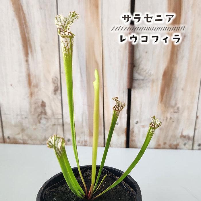 日本花キ流通 食虫植物 サラセニア レウコフィラ 3号鉢 水生植物 sad