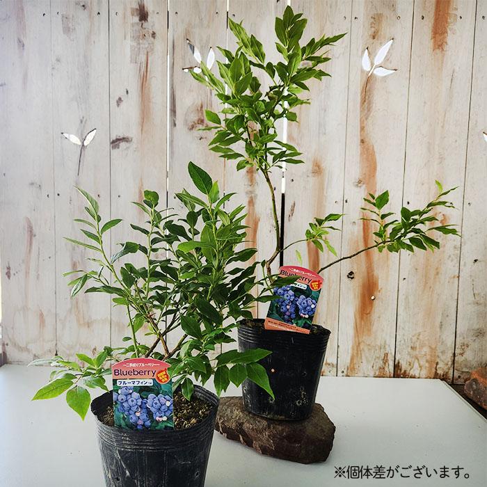 日本花キ流通 予約販売 二季成りハイブリッドブルーベリー ブルー