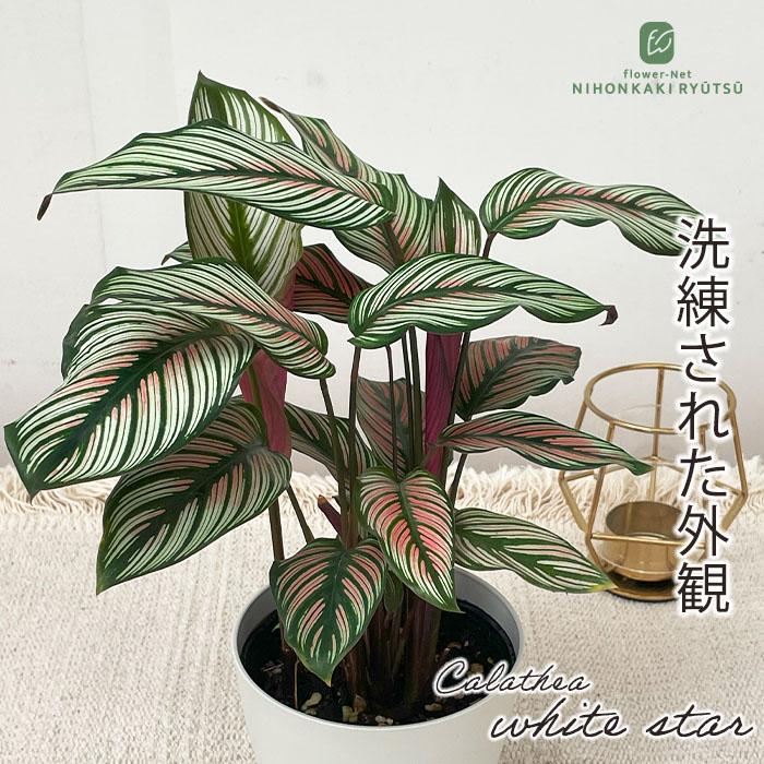 日本花キ流通 観葉植物 カラテア ホワイトスター 4号鉢 小型 小さい