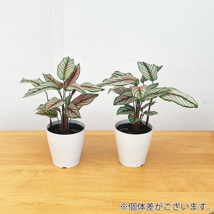 日本花キ流通 観葉植物 カラテア ホワイトスター 4号鉢 小型 小さい