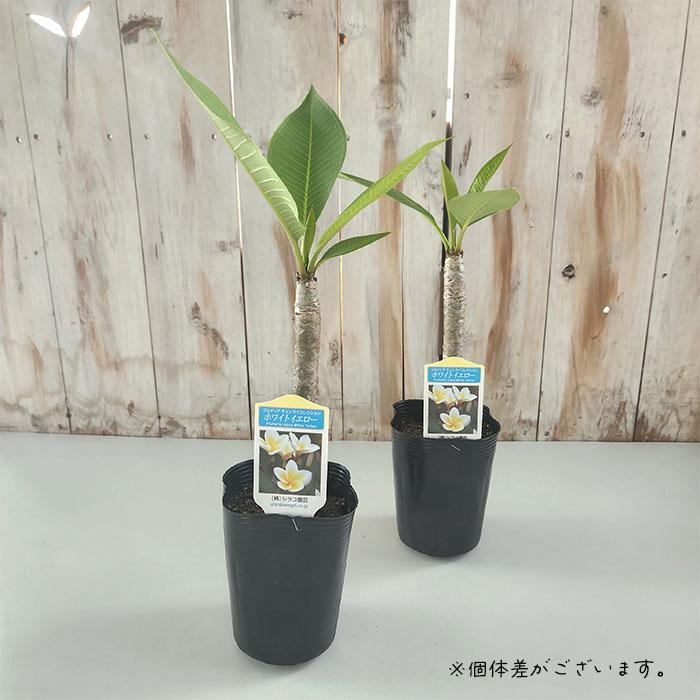 日本花キ流通 プルメリア ホワイトイエロー 10.5cmポット 熱帯植物