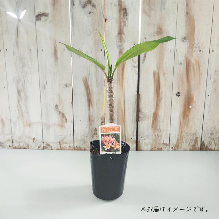 日本花キ流通 プルメリア オレンジレインボー 10.5cmポット 熱帯植物