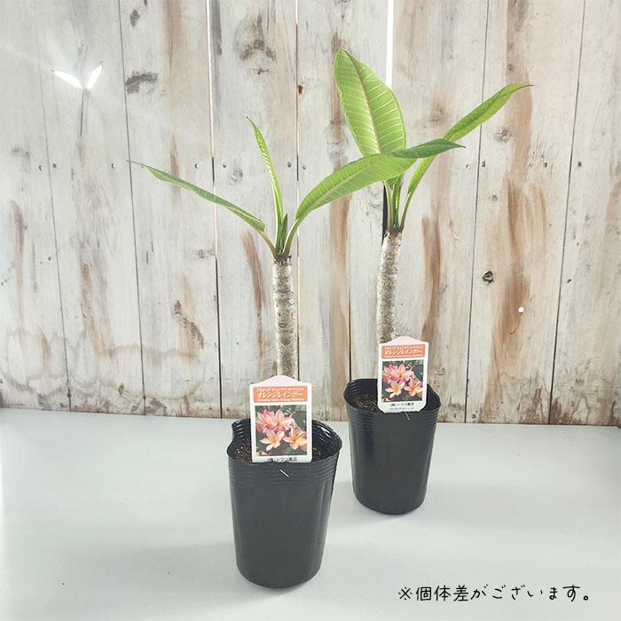 日本花キ流通 プルメリア オレンジレインボー 10.5cmポット 熱帯植物