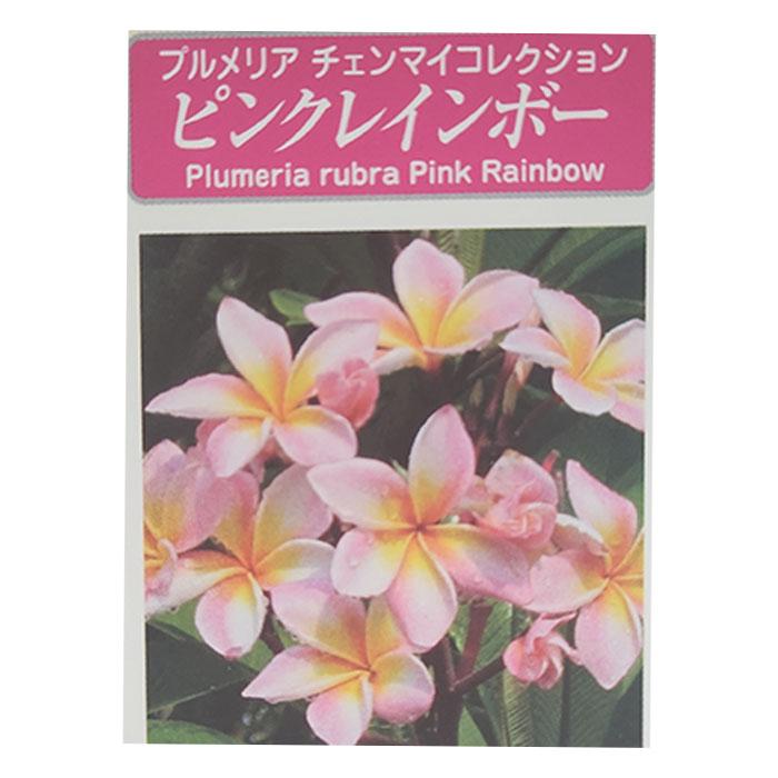 日本花キ流通 プルメリア ピンクレインボー 10.5cmポット 熱帯植物