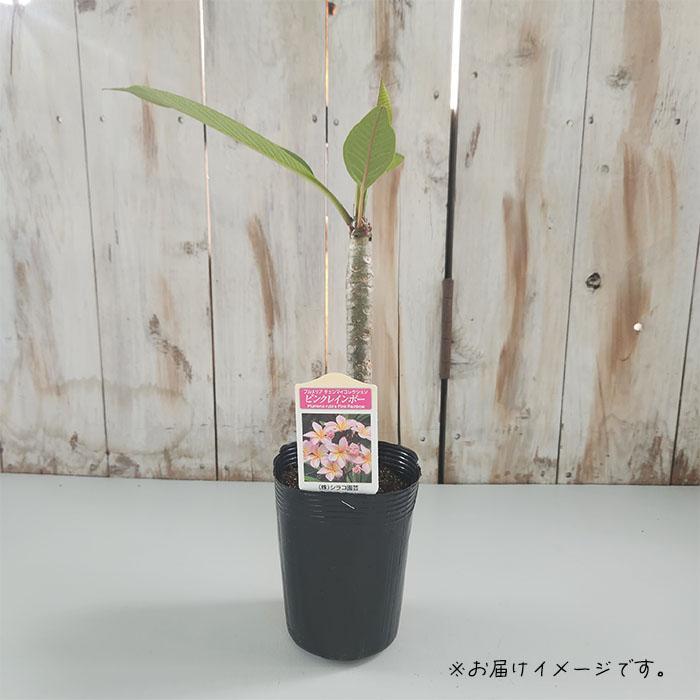 日本花キ流通 プルメリア ピンクレインボー 10.5cmポット 熱帯植物