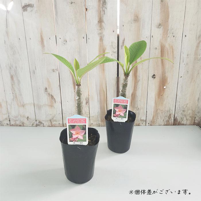 プルメリア Del Ray Peachカット苗 【メーカー直営】【公式直営】公式