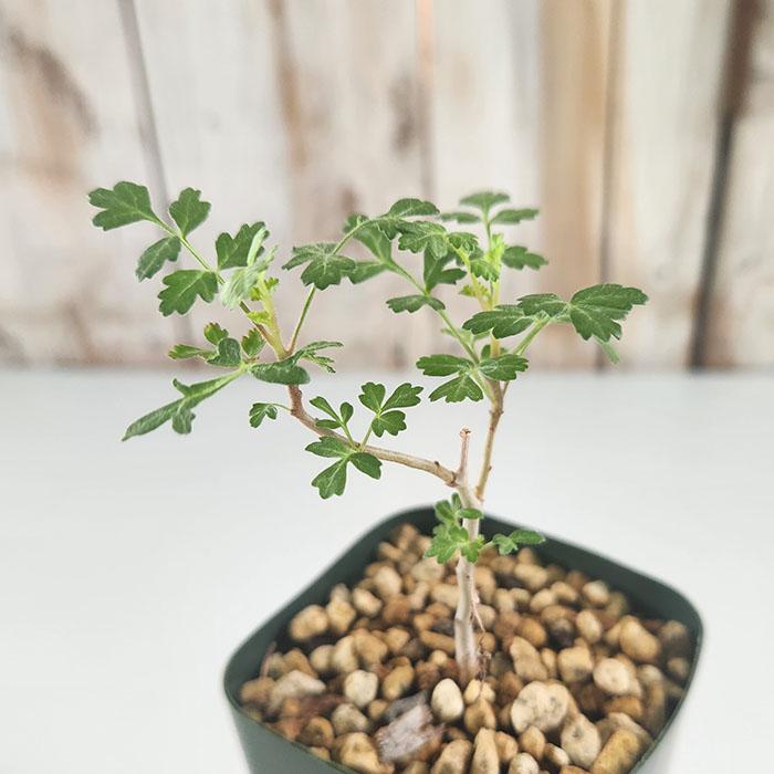 日本花キ流通 多肉植物 caコーデックス パキコルムス ディスカラー 象