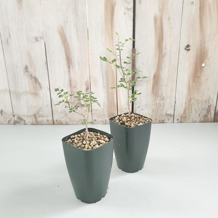 日本花キ流通 多肉植物 caコーデックス パキコルムス ディスカラー 象