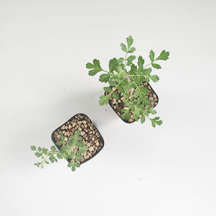 日本花キ流通 多肉植物 caコーデックス パキコルムス ディスカラー 象