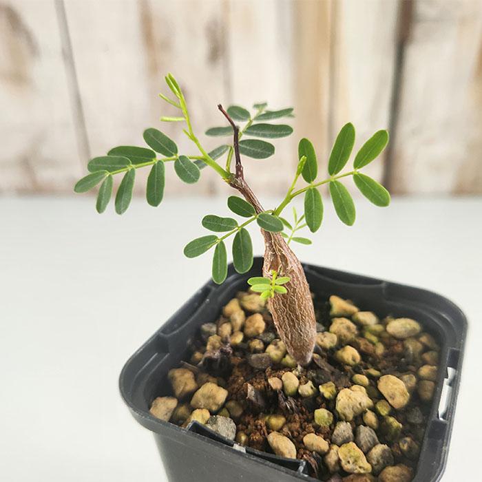 日本花キ流通 多肉植物 caセンナ メリディオナリス 7.5cmポット 実生苗