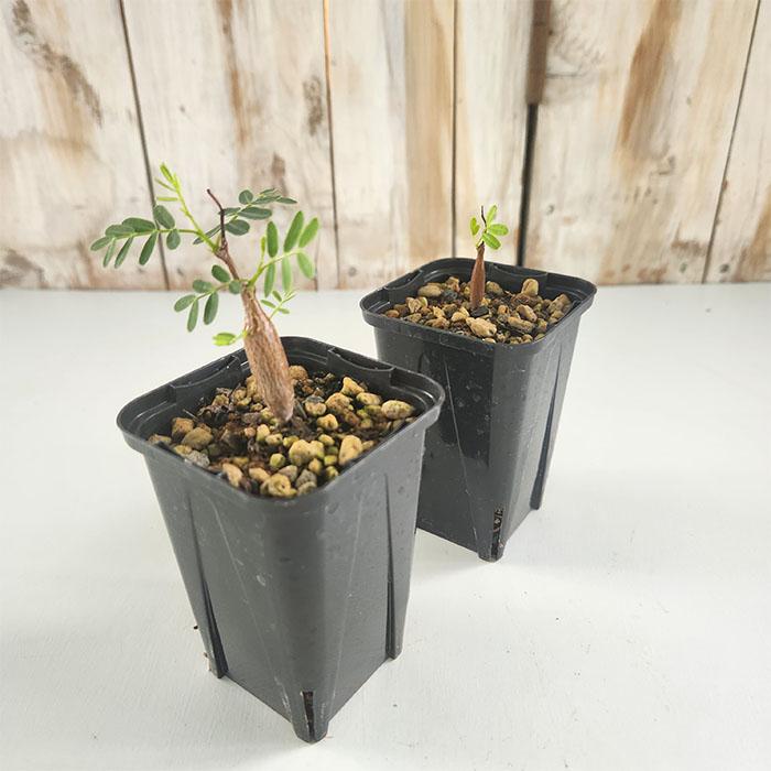 日本花キ流通 多肉植物 caセンナ メリディオナリス 7.5cmポット 実生苗