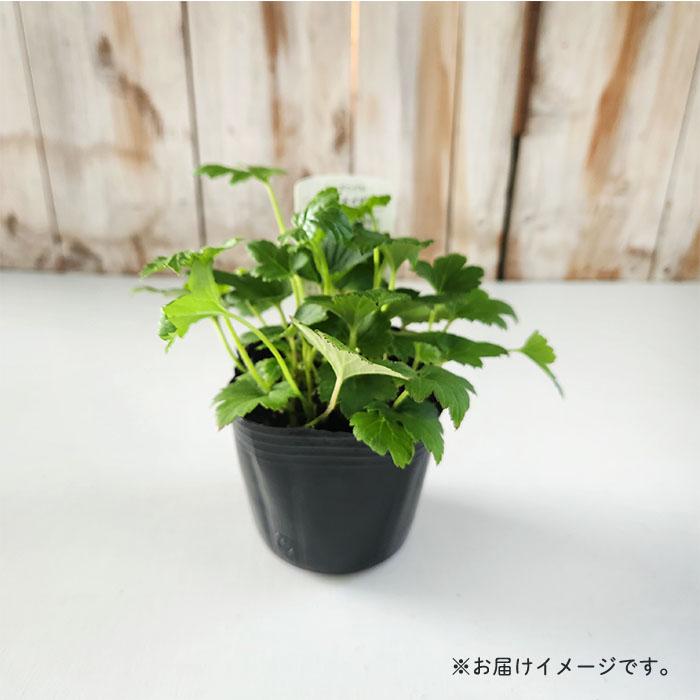 日本花キ流通 予約販売 シュウメイギク 苗 八重咲き 白 9cmポット 秋明