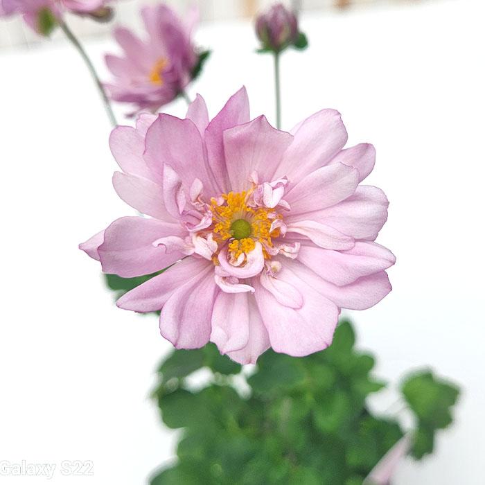 日本花キ流通 予約販売 シュウメイギク 苗 八重咲き ピンク 9cmポット