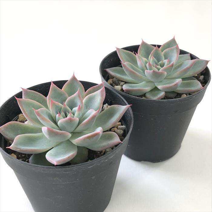 多肉植物 エケベリア 日本花キ流通 多肉植物 skエケベリア ブラックスワン 多肉植物