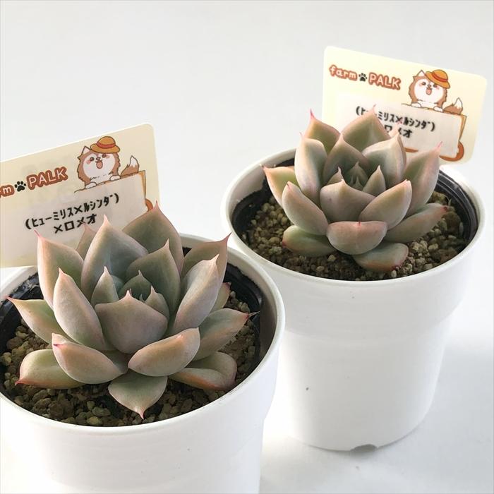 多肉植物 plkエケベリア （ヒューミリス×ルシンダ）×ロメオ