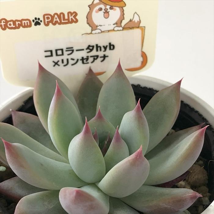 多肉植物 plkエケベリア コロラータhyb×リンゼアナ パルクさん苗 送料