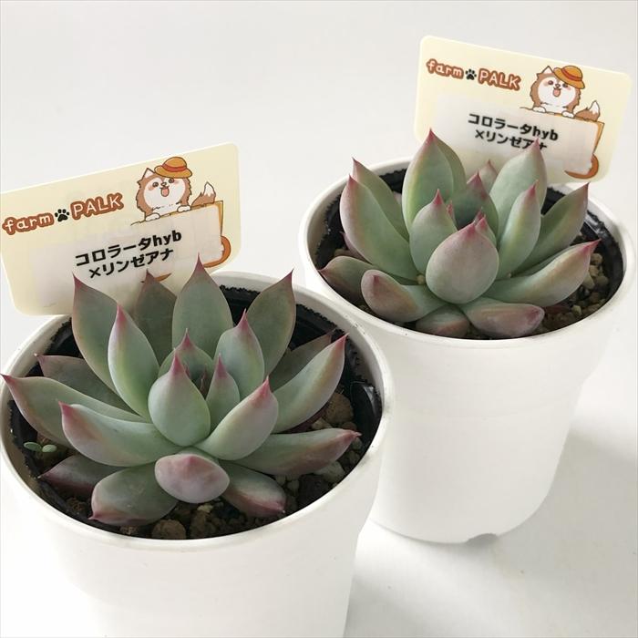 多肉植物 plkエケベリア コロラータhyb×リンゼアナ パルクさん苗