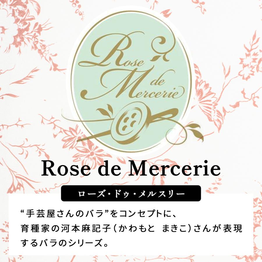 予約販売 バラ苗 バラ大苗 河本バラ園 パニエ 品種登録出願中 四季咲き