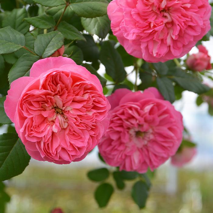 予約販売 バラ苗 バラ大苗 ロサ オリエンティス ライオンハート 品種