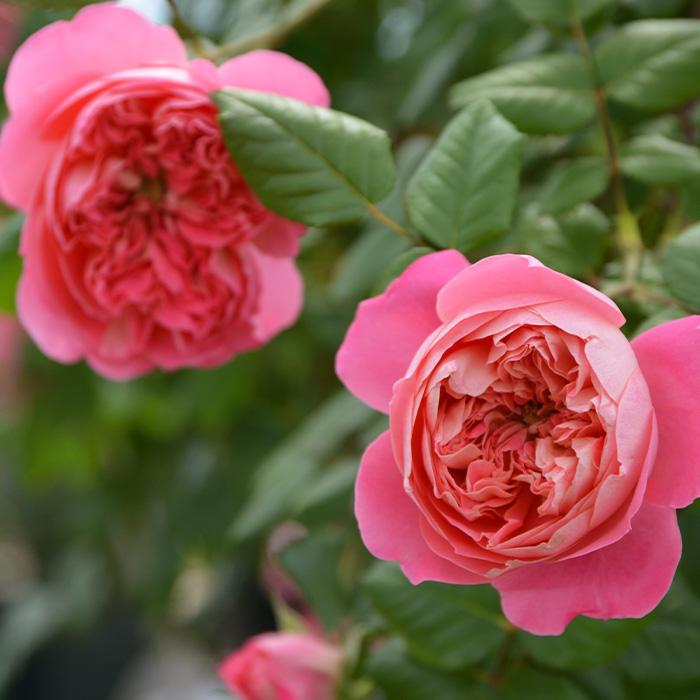 予約販売 バラ苗 バラ大苗 ロサ オリエンティス ライオンハート 品種