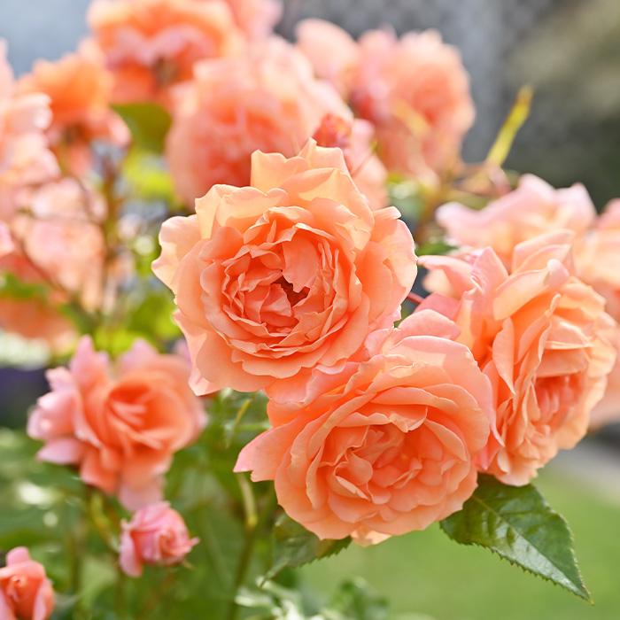 予約販売 バラ苗 バラ大苗 ドリュ レグランビュッフェ 品種登録出願中