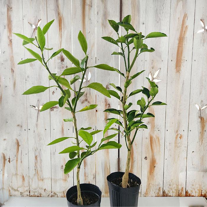 日本花キ流通 予約販売 箒作り果樹苗 みかん苗 はるか 12cmポット