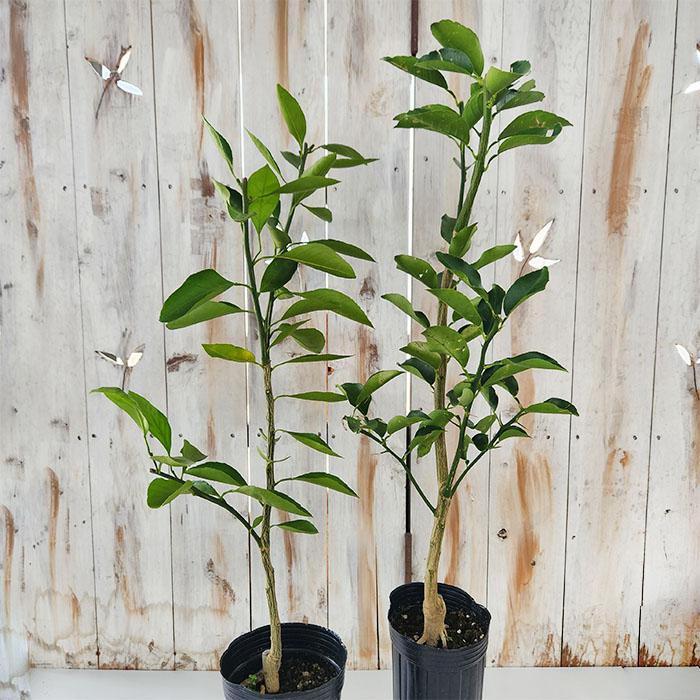 日本花キ流通 予約販売 箒作り果樹苗 ゆず苗 種なしゆず多田錦 12cm