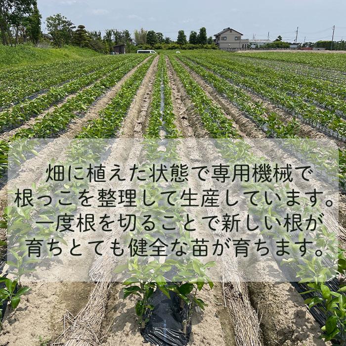 日本花キ流通 予約販売 箒作り果樹苗 ゆず苗 大実柚子 12cmポット 大実