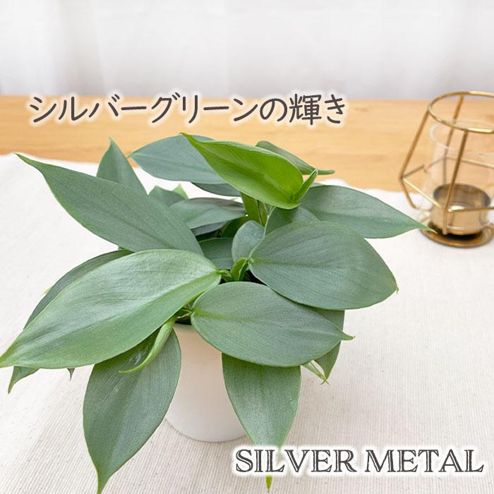 日本花キ流通 観葉植物 cot フィロデンドロン シルバーメタル 3.5号鉢