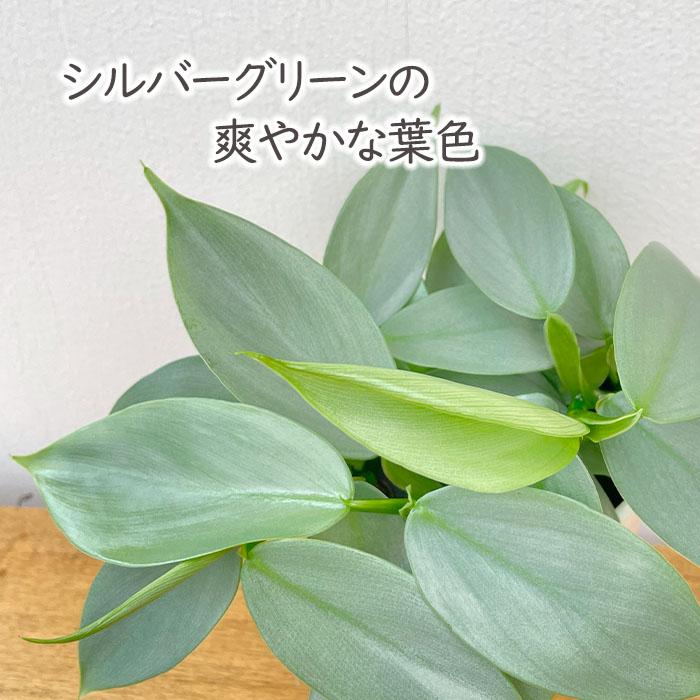 日本花キ流通 観葉植物 cot フィロデンドロン シルバーメタル 3.5号鉢