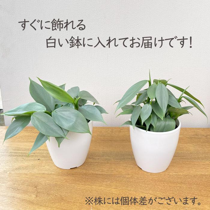 日本花キ流通 観葉植物 cot フィロデンドロン シルバーメタル 3.5号鉢