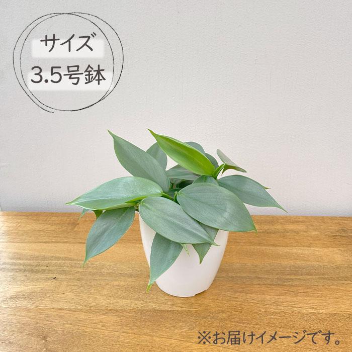 日本花キ流通 観葉植物 cot フィロデンドロン シルバーメタル 3.5号鉢