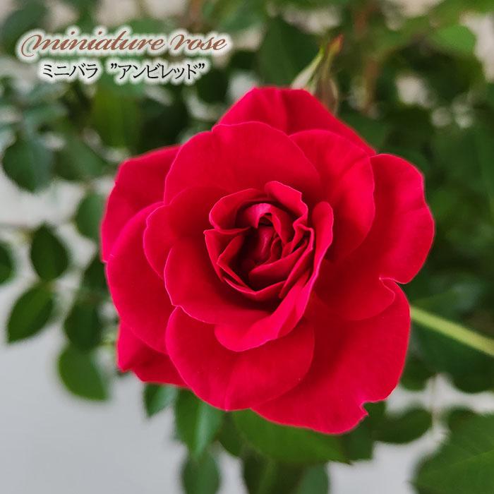 日本花キ流通 【まもなく締め切り】 予約販売 ミニバラ アンビ