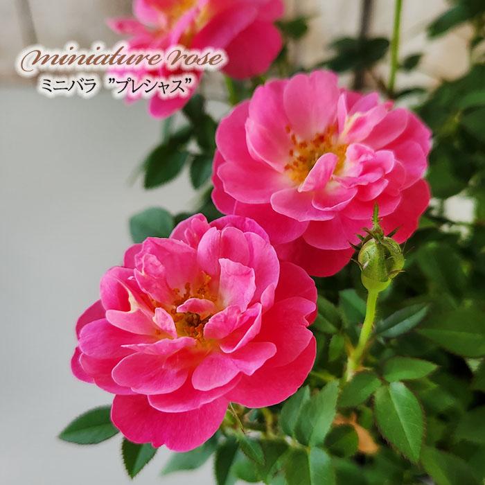 日本花キ流通 予約販売 ミニバラ プレシャス 3号ポット 四季咲き バラ