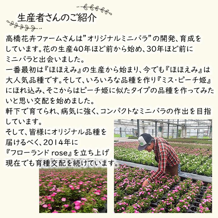 日本花キ流通 予約販売 ミニバラ セーラ 3号ポット 四季咲き バラ 薔薇