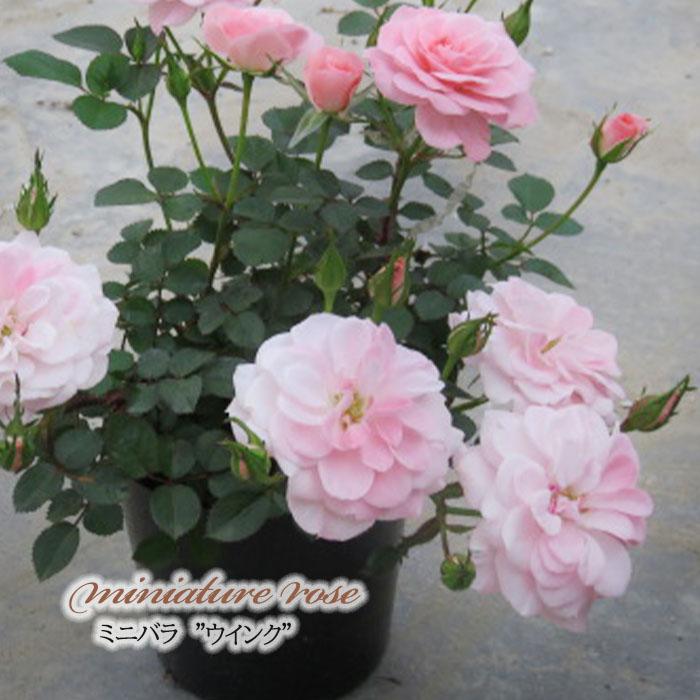 バラ売り購入希望 楽天市場】【まもなく締め切り】 予約販売 バラ苗 バラ大苗 中輪