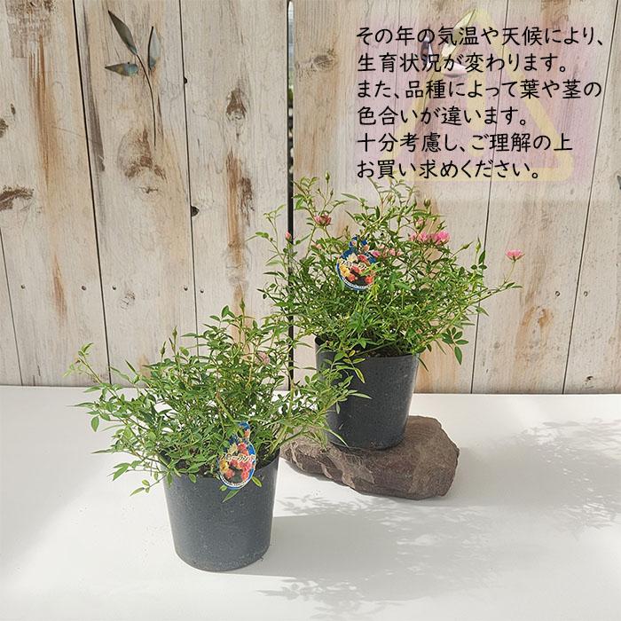 日本花キ流通 予約販売 ミニバラ ほほえみ 3.5号ポット 四季咲き バラ