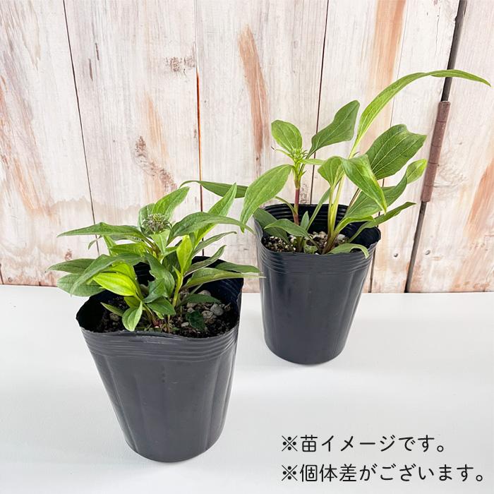 日本花キ流通 予約販売 エキナセア 苗 センセーションピンク 12cm