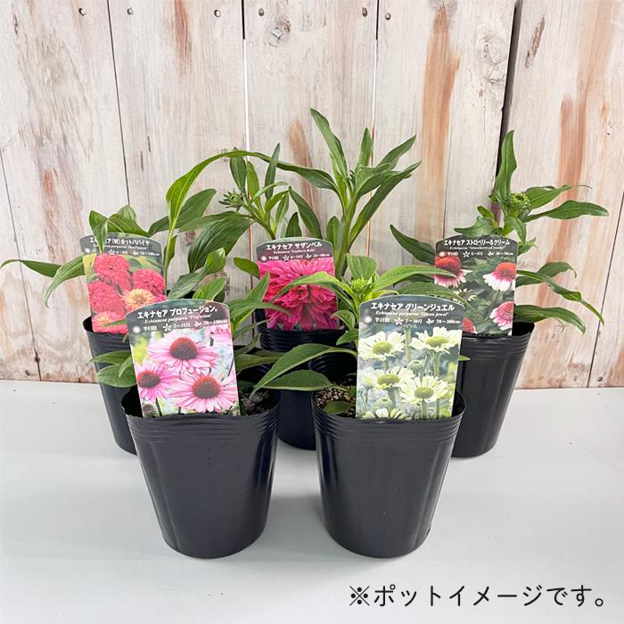 日本花キ流通 予約販売 エキナセア 苗 センセーションピンク 12cm