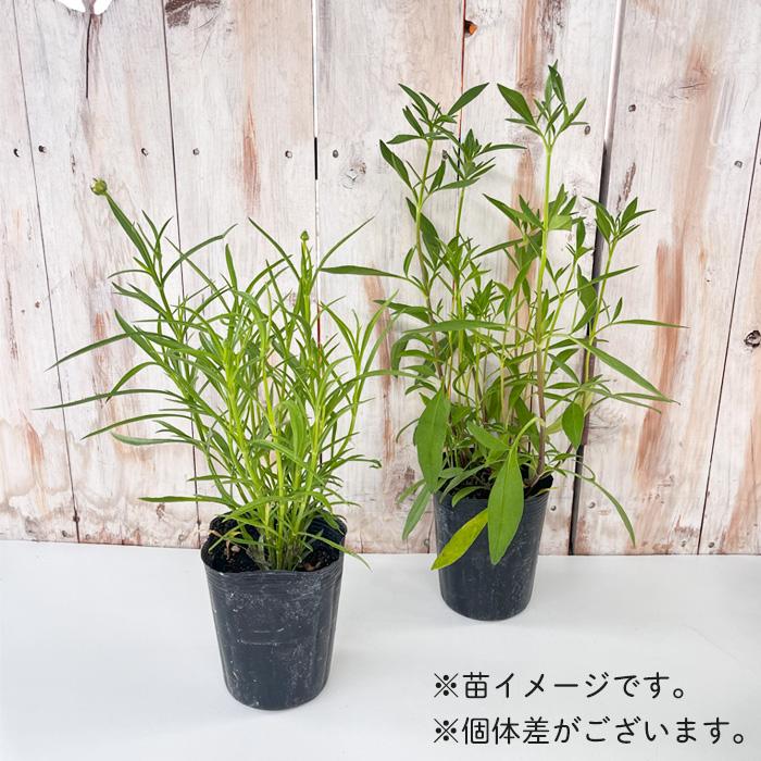 日本花キ流通 予約販売 コレオプシス 苗 スタークラスター 9cmポット