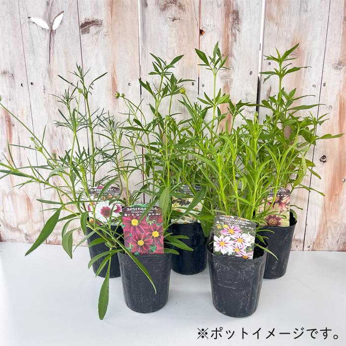 日本花キ流通 予約販売 コレオプシス 苗 スタークラスター 9cmポット