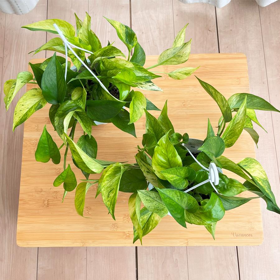 観葉植物 ポトス テルノ No.023 シャララ 5号鉢 送料無料 観葉植物 