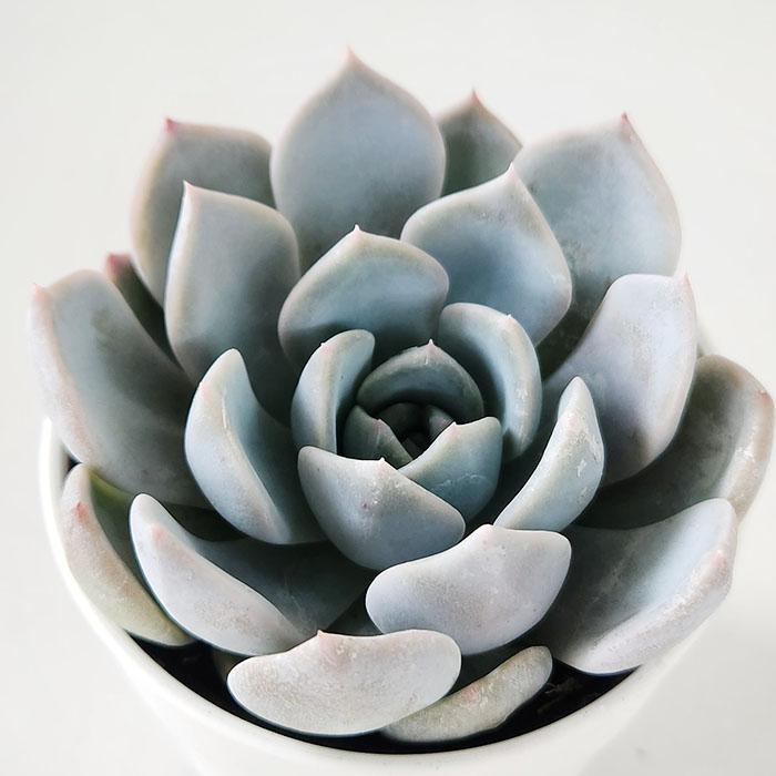 日本花キ流通 多肉植物 hxエケベリア ラウリンゼ×リラシナ 多肉植物