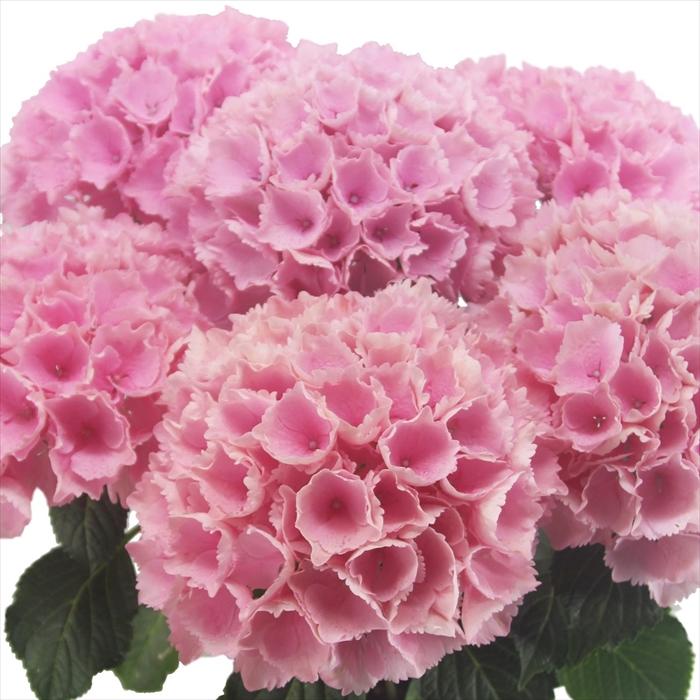 【希少】ビンテージ ピンクのヒツジ サンラバー 希少】ビンテージ ピンクのヒツジ サンラバー 2025年最新