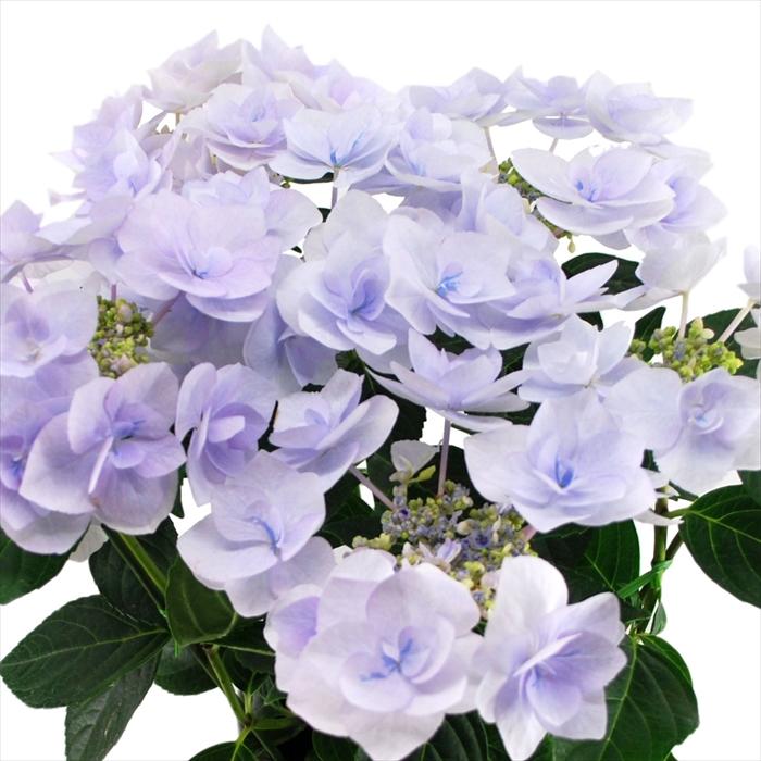 紫陽花　アジサイ　ケイコ　ブルー、ポージィブーケ　ノーブルⅡ　２鉢セット　花苗Ａ 予約販売 アジサイ ポージィブーケ ノーブル2ブルー 10.5cm
