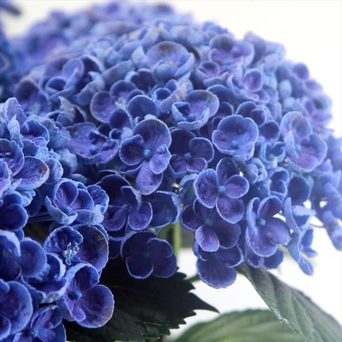 日本花キ流通 アジサイ ホップコーン 10.5cmポット ハイドランジア 苗