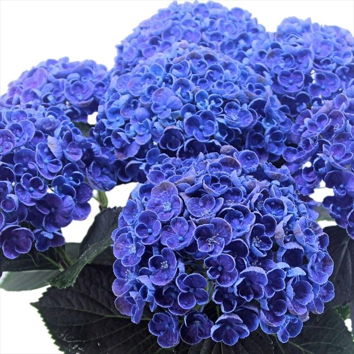 日本花キ流通 アジサイ ホップコーン 10.5cmポット ハイドランジア 苗