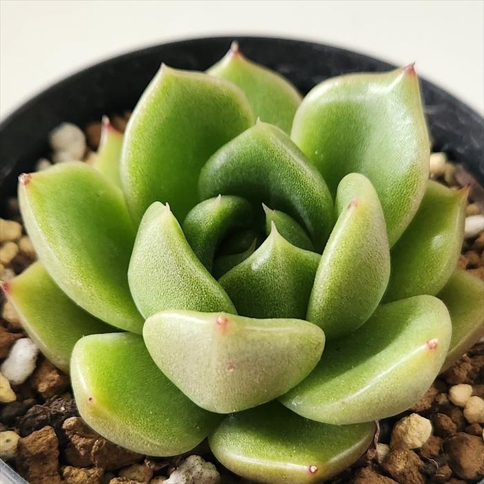 日本花キ流通 多肉植物 skエケベリア ホワイトローズ 多肉植物