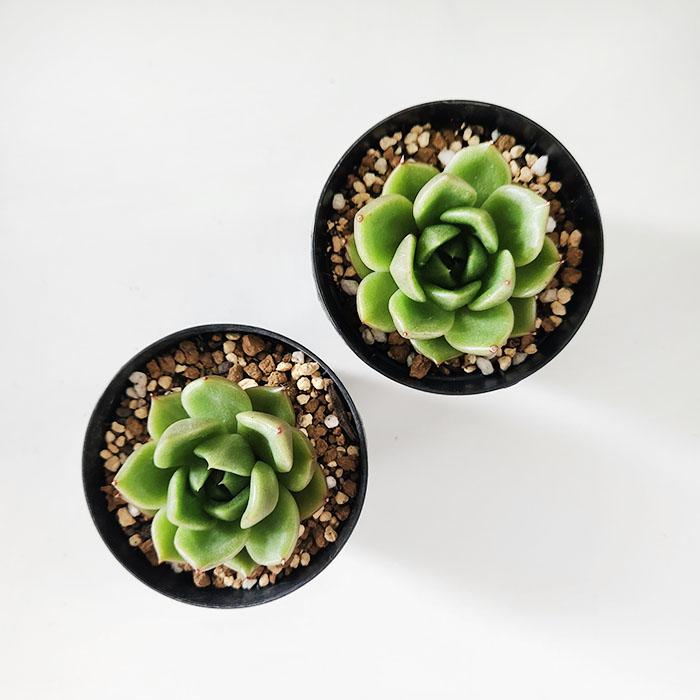 日本花キ流通 多肉植物 skエケベリア ホワイトローズ 多肉植物